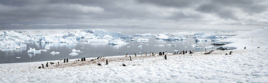 Penguin Colony Mural Wallpaper