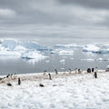 Penguin Colony Mural Wallpaper - pure wallpaper artwork