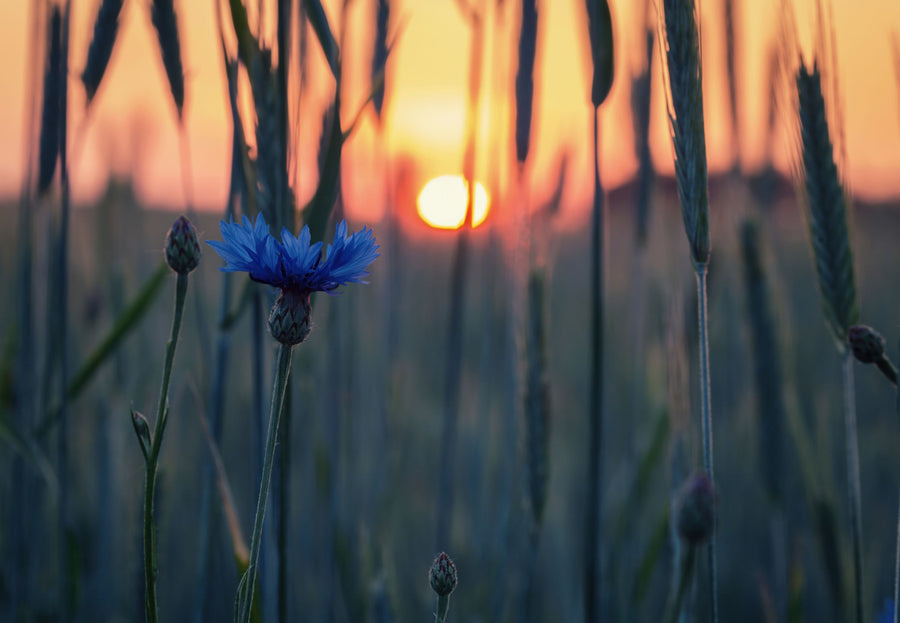 Cornflower Sunset Mural Wallpaper