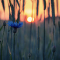 Cornflower Sunset Mural Wallpaper - pure wallpaper artwork