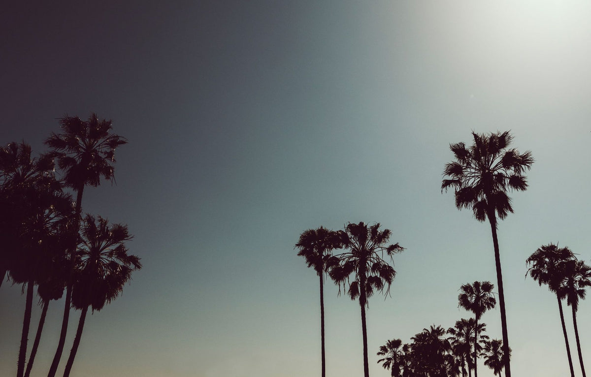 Venice Beach Mural Wallpaper - pure wallpaper artwork