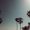 Venice Beach Mural Wallpaper - pure wallpaper artwork