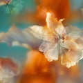 Serendipity Flower Mural Wallpaper - pure wallpaper artwork