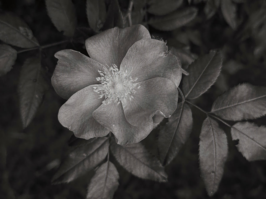 Wild Rose BW I Mural Wallpaper