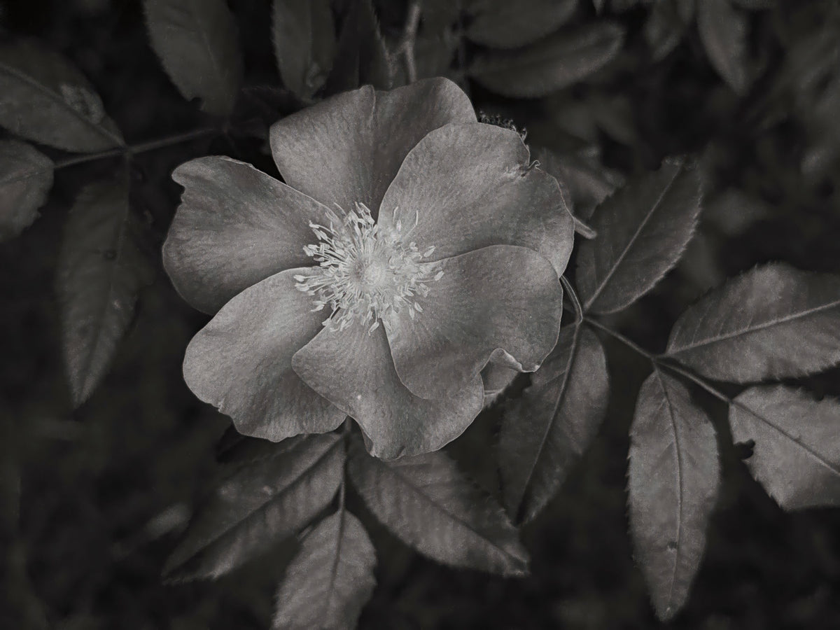 Wild Rose BW I Mural Wallpaper - pure wallpaper artwork