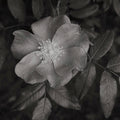 Wild Rose BW I Mural Wallpaper - pure wallpaper artwork