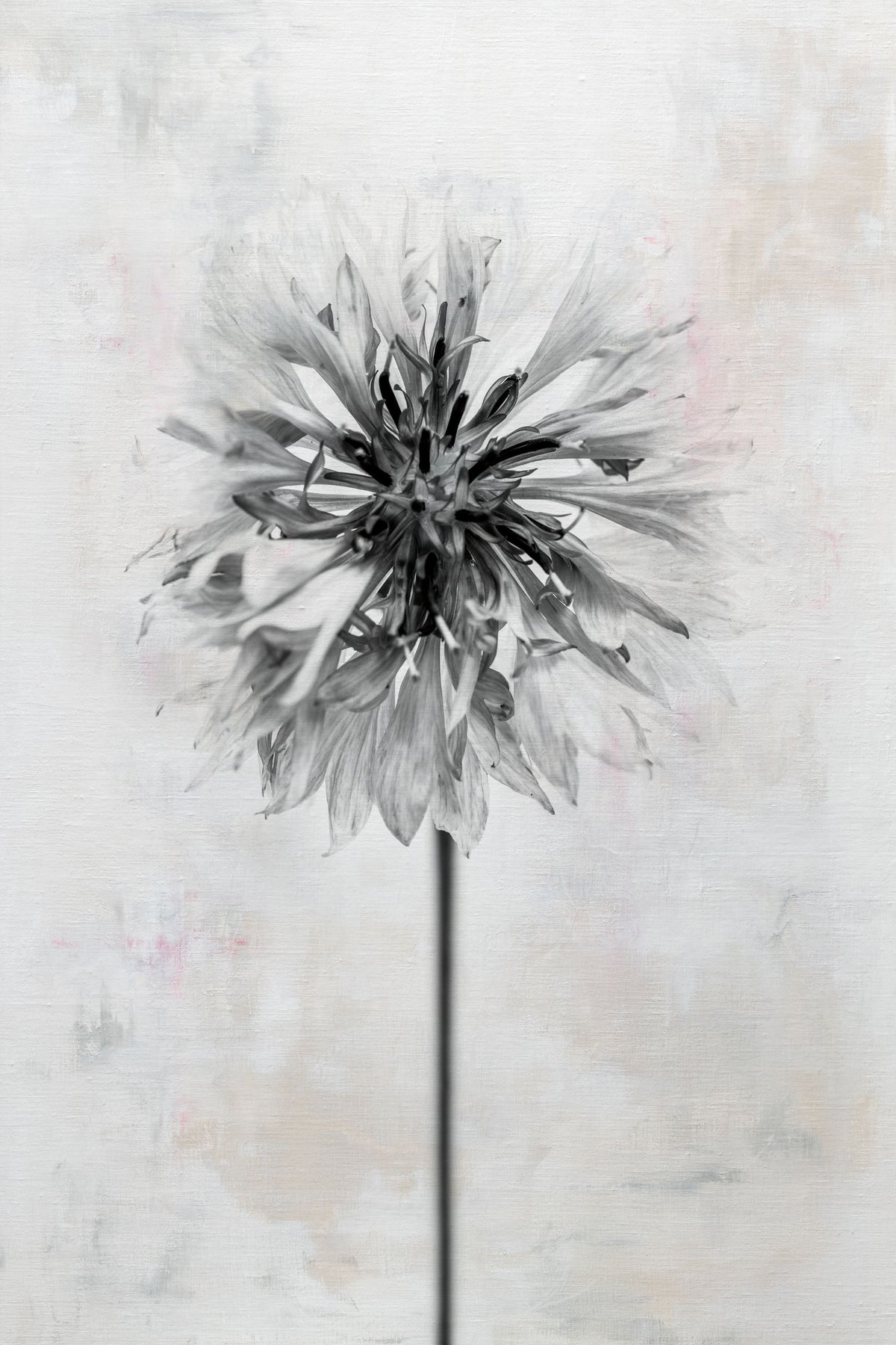 Wonderful Wildflowers X Neutral Mural Wallpaper - pure wallpaper artwork