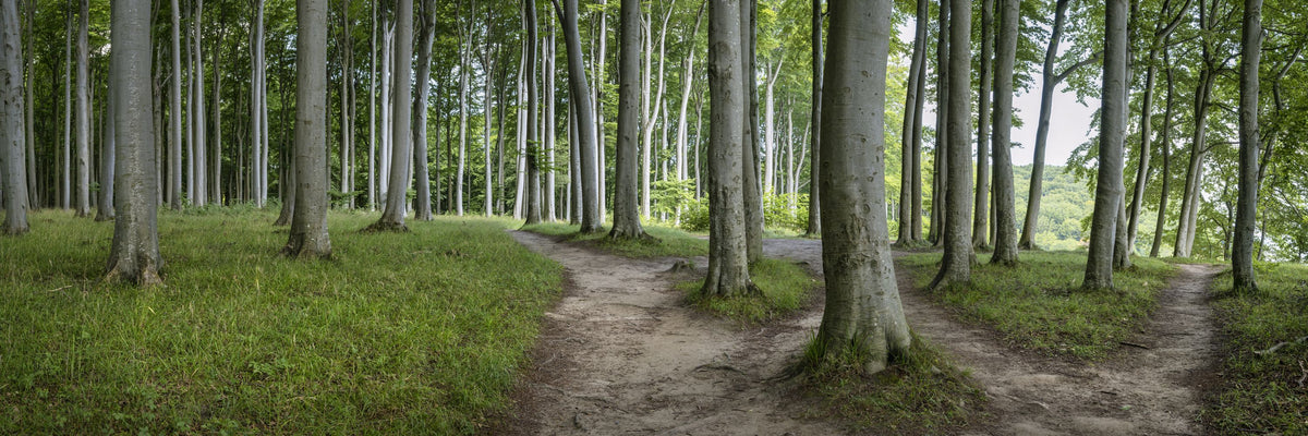 Jasmund Trails Mural Wallpaper - pure wallpaper artwork