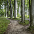 Jasmund Trails Mural Wallpaper - pure wallpaper artwork