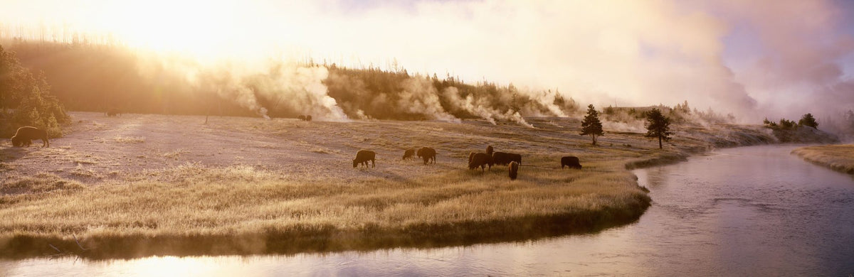 Bison Firehole River Mural Wallpaper - pure wallpaper artwork