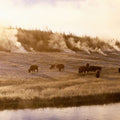 Bison Firehole River Mural Wallpaper - pure wallpaper artwork