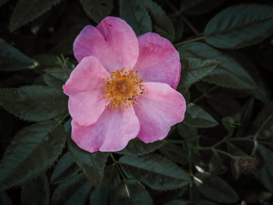 Wild Rose II Mural Wallpaper