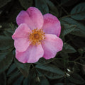 Wild Rose II Mural Wallpaper - pure wallpaper artwork
