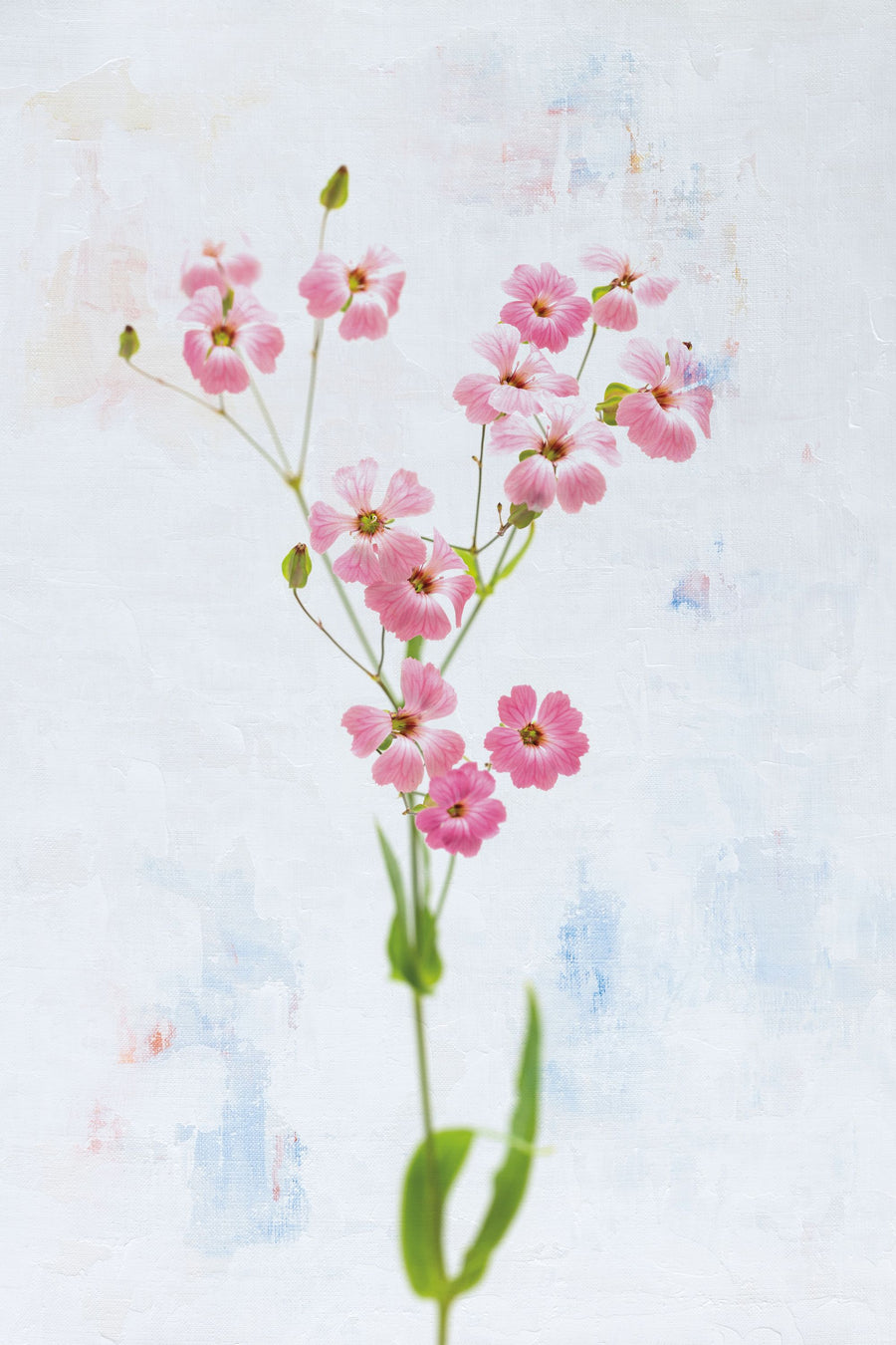 Wonderful Wildflowers XV Mural Wallpaper