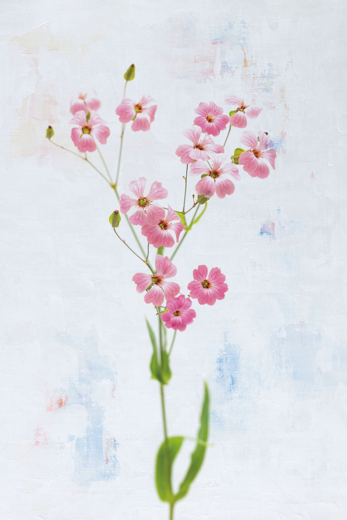 Wonderful Wildflowers XV Mural Wallpaper - pure wallpaper artwork