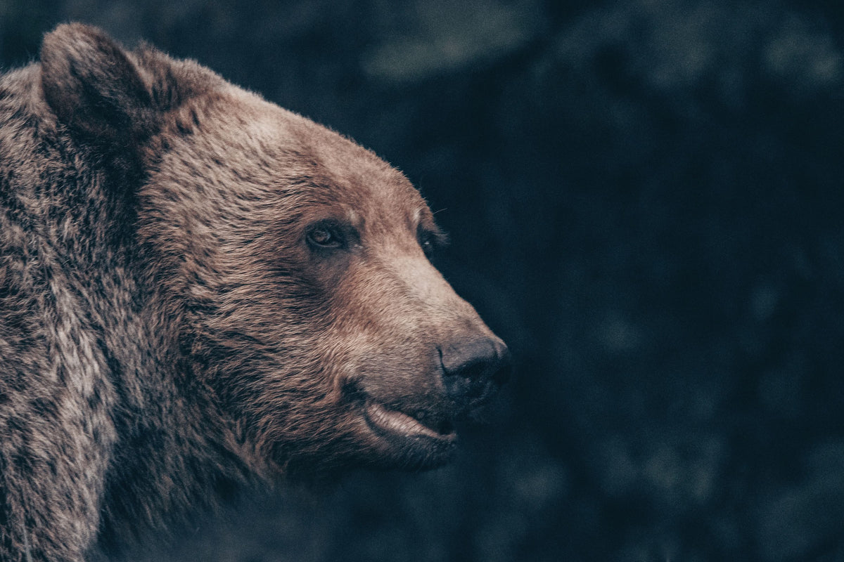 Grizzly Bear Portrait Mural Wallpaper - pure wallpaper artwork