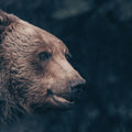 Grizzly Bear Portrait Mural Wallpaper - pure wallpaper artwork