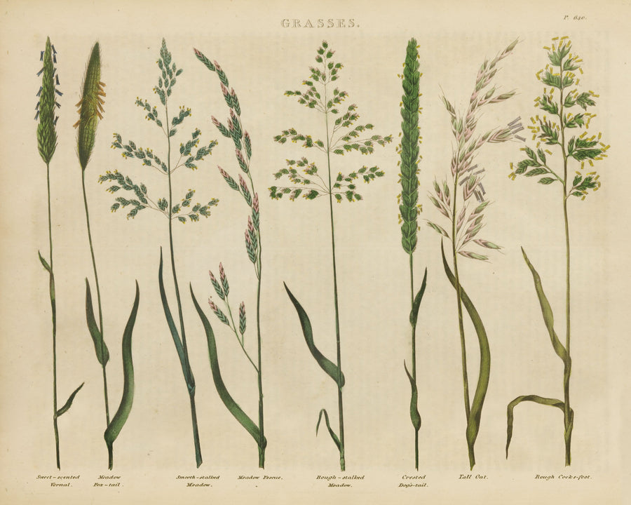 Herbal Botanical VII Mural Wallpaper