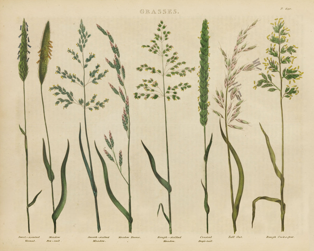 Herbal Botanical VII Mural Wallpaper - pure wallpaper artwork