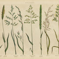 Herbal Botanical VII Mural Wallpaper - pure wallpaper artwork