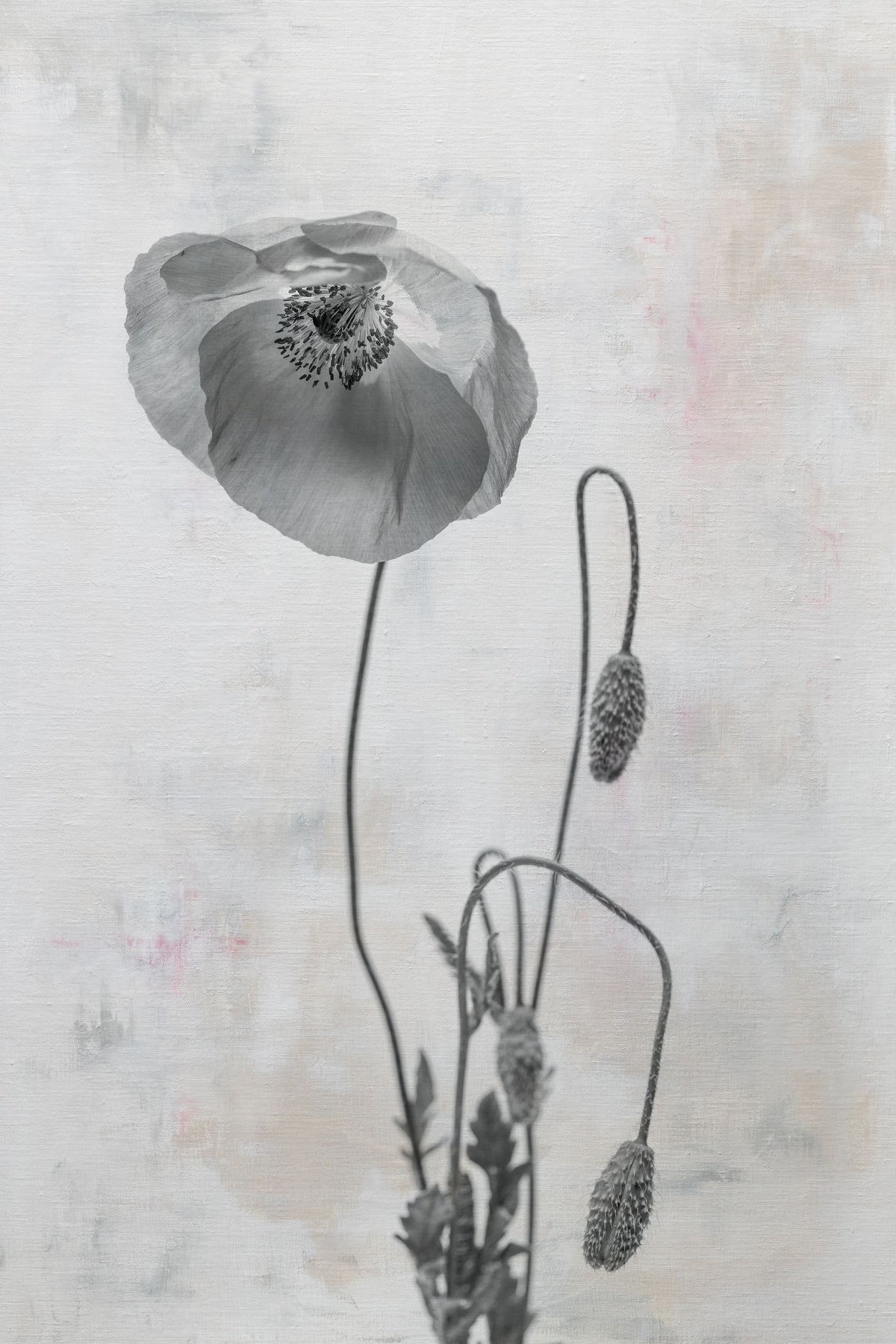 Wonderful Wildflowers I Neutral Mural Wallpaper - pure wallpaper artwork