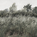 Meadow Whisper, Pine Green Mural Wallpaper - pure wallpaper artwork