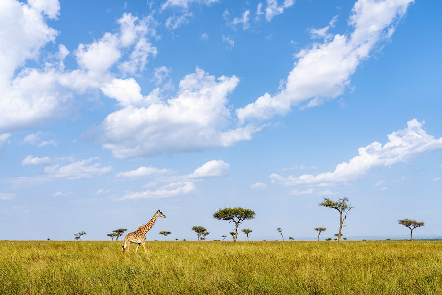Giraffe Walk Mural Wallpaper