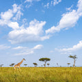 Giraffe Walk Mural Wallpaper - pure wallpaper artwork