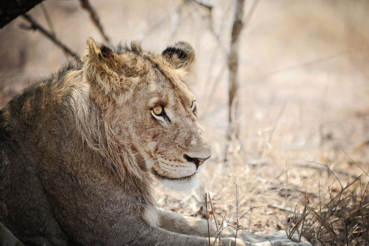 Young Lion Mural Wallpaper - pure wallpaper artwork