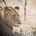 Young Lion Mural Wallpaper - pure wallpaper artwork