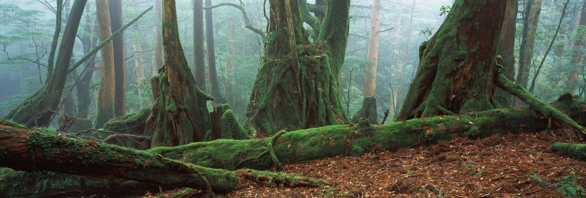Yaku Rain Forest Mural Wallpaper - pure wallpaper artwork