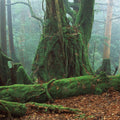 Yaku Rain Forest Mural Wallpaper - pure wallpaper artwork