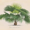 Palmier PL XXXII Mural Wallpaper - pure wallpaper artwork