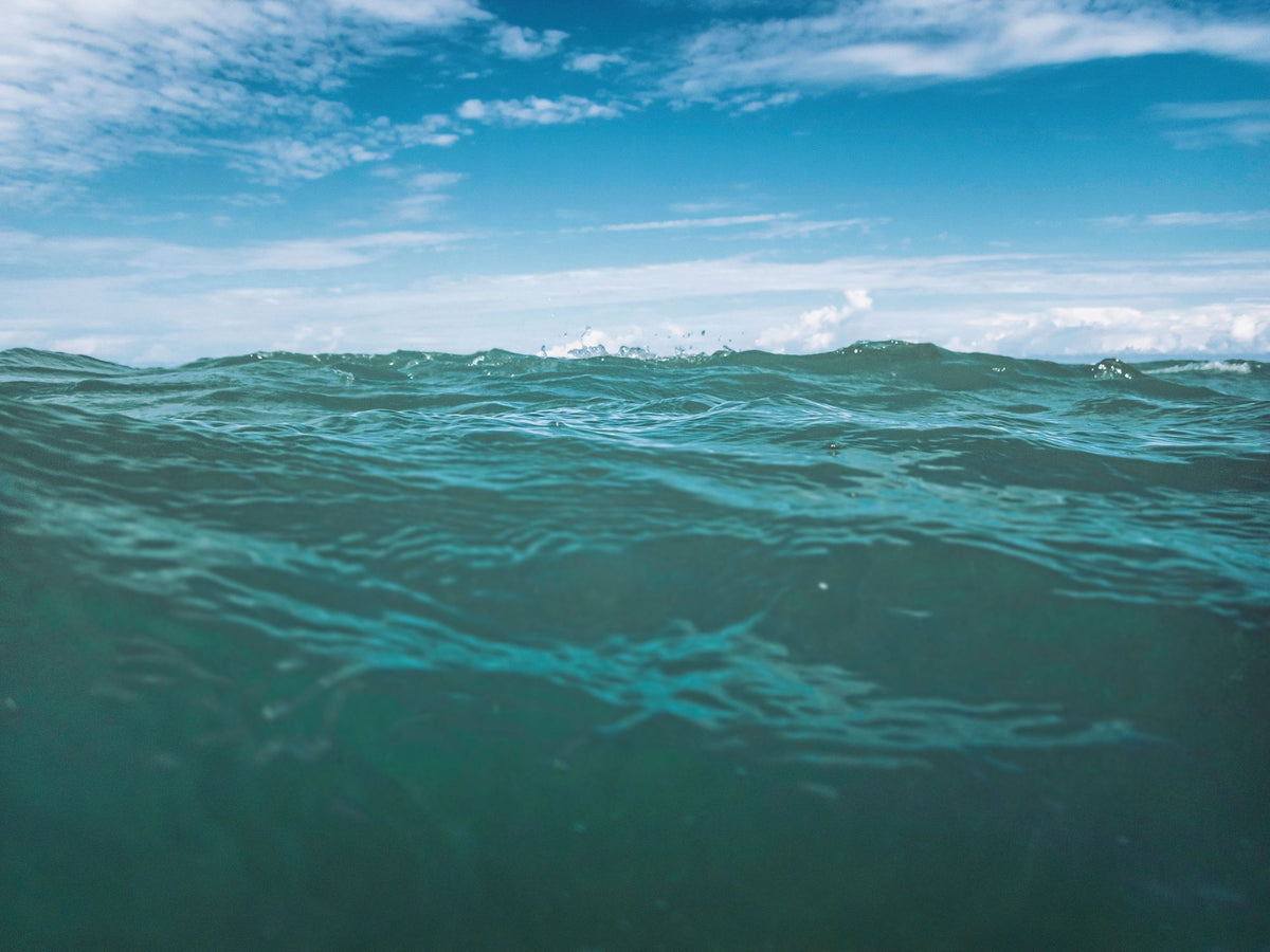 Free in the Ocean Mural Wallpaper - pure wallpaper artwork