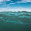 Free in the Ocean Mural Wallpaper - pure wallpaper artwork