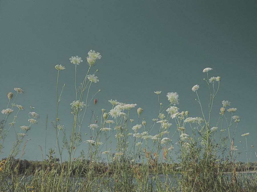 Wild Flowers Dance Mural Wallpaper