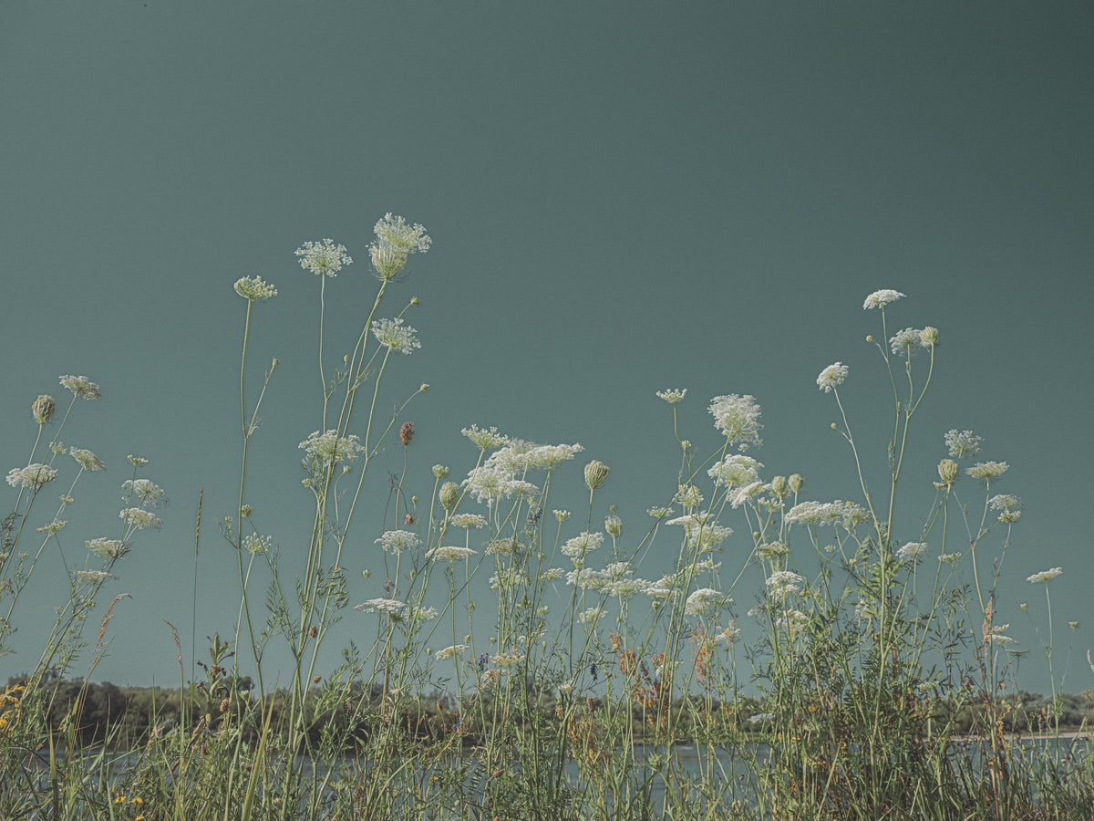 Wild Flowers Dance Mural Wallpaper - pure wallpaper artwork