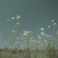 Wild Flowers Dance Mural Wallpaper - pure wallpaper artwork