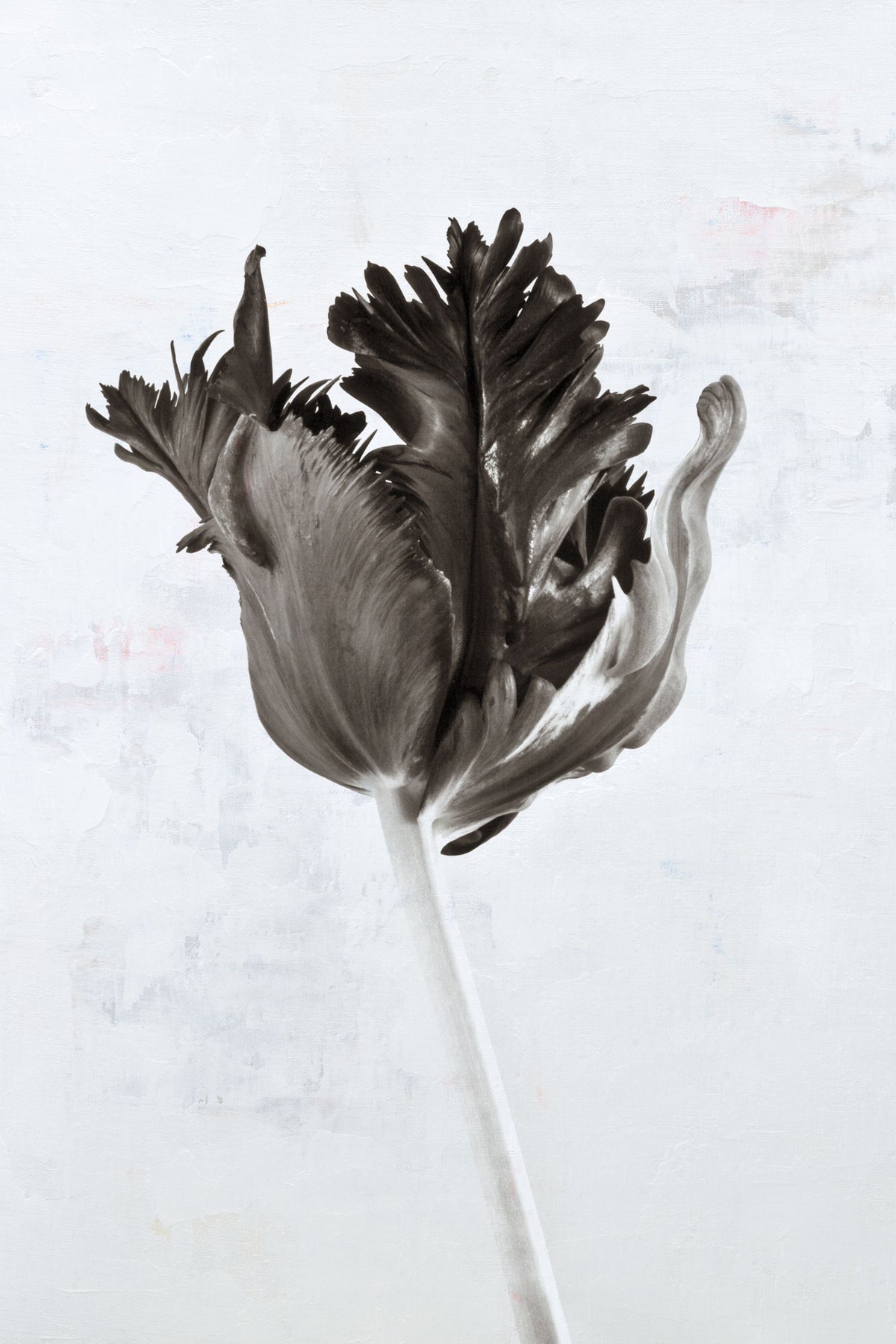 Sepia Tulip I Mural Wallpaper - pure wallpaper artwork