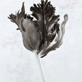 Sepia Tulip I Mural Wallpaper - pure wallpaper artwork