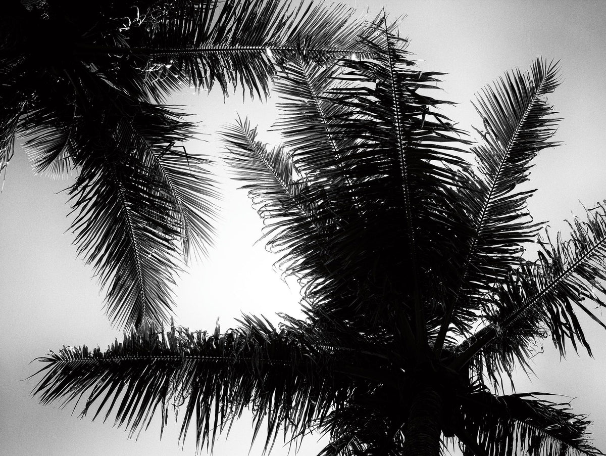 Palm Tree Looking Up I Mural Wallpaper - pure wallpaper artwork