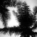 Palm Tree Looking Up I Mural Wallpaper - pure wallpaper artwork