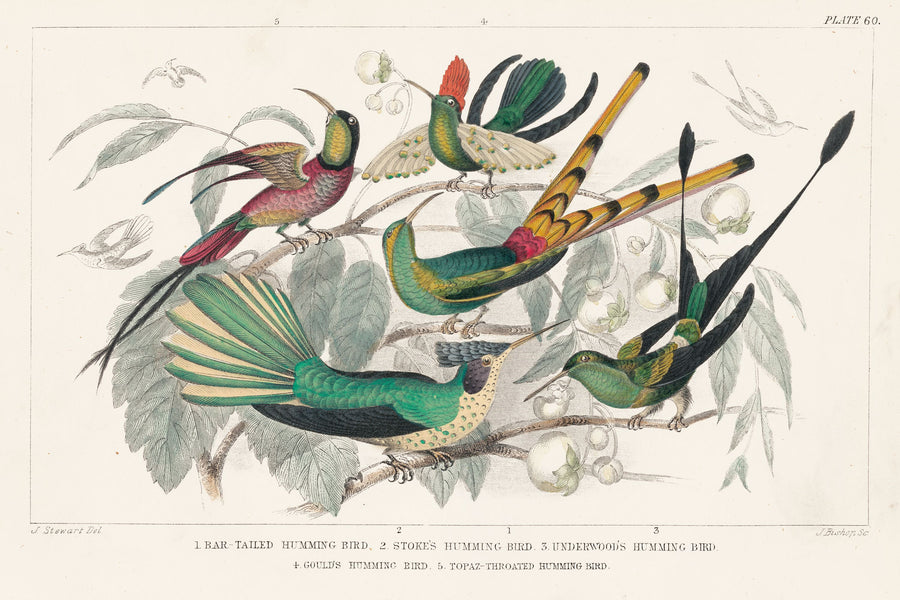 Hummingbird Study Mural Wallpaper