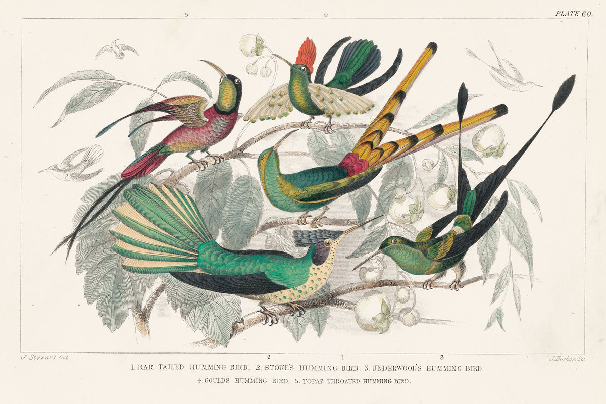 Hummingbird Study Mural Wallpaper - pure wallpaper artwork