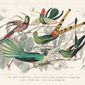 Hummingbird Study Mural Wallpaper - pure wallpaper artwork