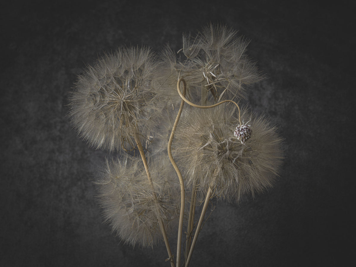 Delicate Dandelion Mural Wallpaper - pure wallpaper artwork