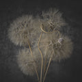 Delicate Dandelion Mural Wallpaper - pure wallpaper artwork