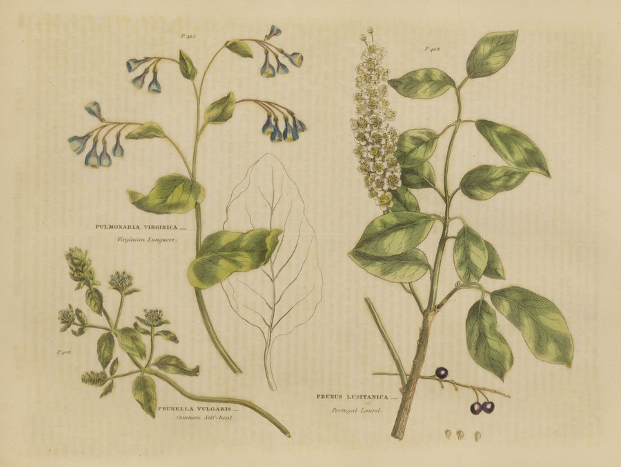 Herbal Botanical V Mural Wallpaper