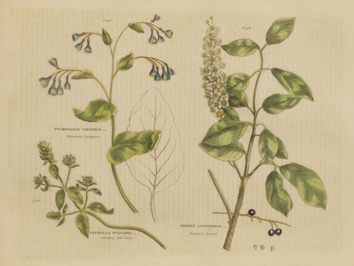 Herbal Botanical V Mural Wallpaper - pure wallpaper artwork