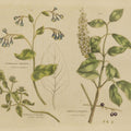 Herbal Botanical V Mural Wallpaper - pure wallpaper artwork